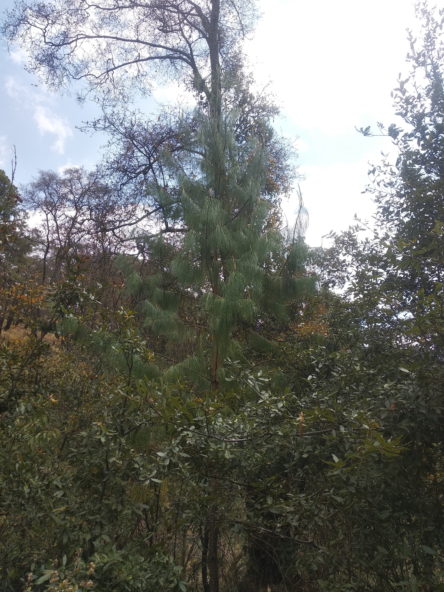 Pinus patula